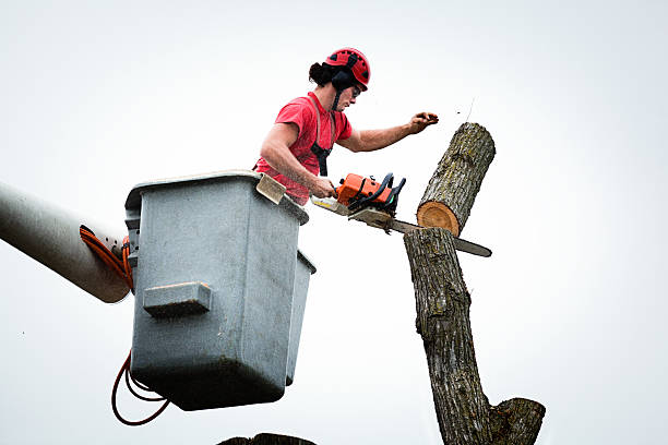 Trusted Redwood, OR Tree Services Experts