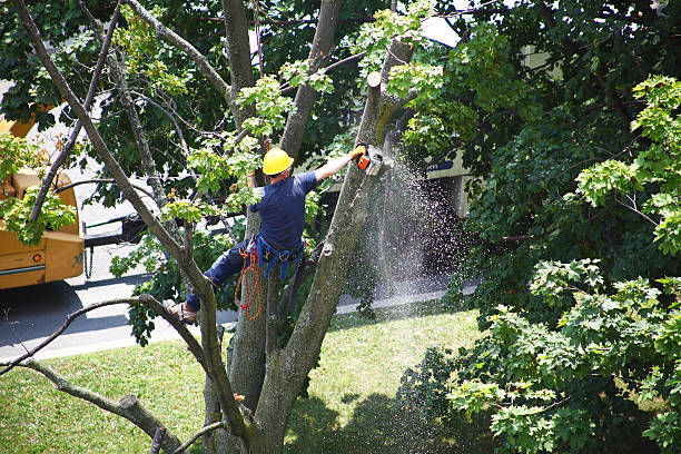 Best Hazardous Tree Removal  in Redwood, OR